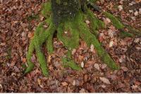 roots mossy 0011